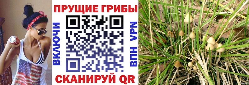 как найти закладки дарк нет официальный сайт Галлюциногенные грибы GOLDEN TEACHER Хадыженск